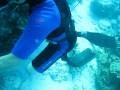 Spearfishing Great Barrier Reef Painted Cray