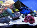 aquatique aquatique