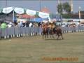 Bull Race Ceremony - Madura - East Java