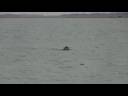Rye with long retrieve Rye with long retrieve