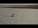 videos de Rye with long retrieve