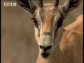 BBC:Hunting Rodents - 5 Big Cats and a Camera BBC:Hunting Rodents - 5 Big Cats and a Camera