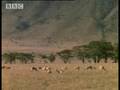 BBC:Hunting Rodents - 5 Big Cats and a Camera