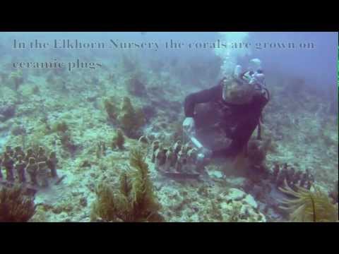 EcoTech Marine sponsors the Coral Restoration Foundation