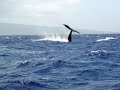 Whales breaching off of Maui Hawaii whale watching Whales breaching off of Maui Hawaii whale watching