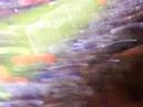 ALBION PROMOTION 08. SINGIN IN THE STANDS.