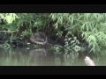 Muskrat's Bathtime - Footage shot from kayak