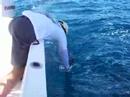 Sailfish Release