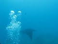raie manta à padangbay (bali)/manta ray in padangbay (Bali)
