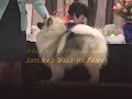 2008 Keeshond Club of America - Top Winners