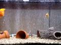Fish In Tank