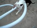Pippa-Roccia-e-Pluto.wmv