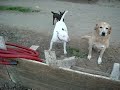 Pippa-Roccia-e-Pluto.wmv