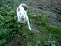 videos de Pippa-Roccia-e-Pluto.wmv