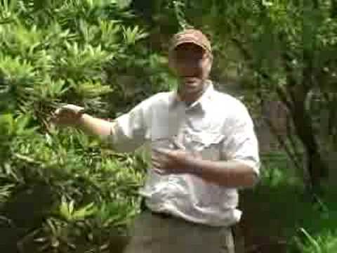 how to properly prune rhododendrons