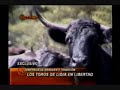 Toros de Lidia Toros de Lidia