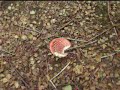 Fly-agaric Fly-agaric