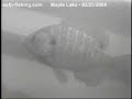 Maple Lake bluegills
