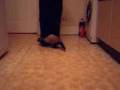 ferret-style heelwork to music