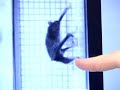 Bats on the Run: ScienCentral \"Animal Oddities\"