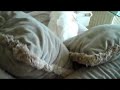 Calico Kitty :COME HERE BABY! GIVE ME A KISS!