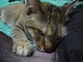 グレートデンのお乳を吸う猫★ YouTube