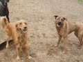 Playtime at Camp Fido