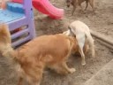 Playtime at Camp Fido