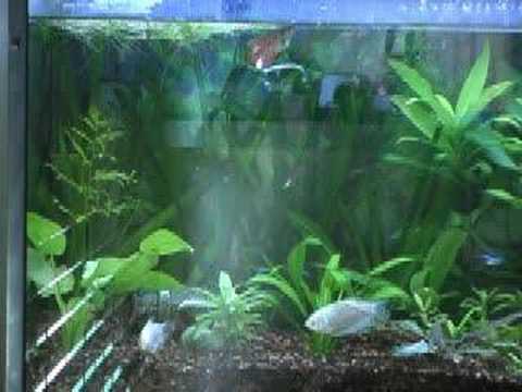 Dwarf Gourami making bubble nest