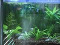 Dwarf gourami making a bubble nest - ripped up all my hair grass!