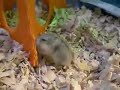 baby hamsters