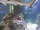 Shark Aquarium
