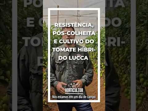 Mais segurança e produtividade com Tomate Lucca!