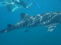 videos de Walhai Sun Island Malediven