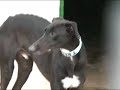 galgo rescue  albacete             g a c i 