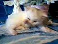 Cute persian kitten, 4 weeks
