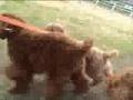 Caniche video