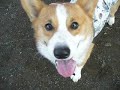 Goro@Welsh corgi 20061201 Run & Smile