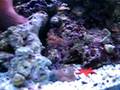 videos de 24 gallon nano cube.... 2 months