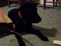 Dog Meets Printer