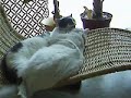 calin de chat