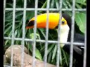 Toucans