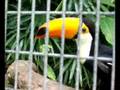 Toucans