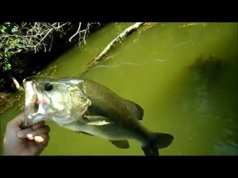 Bass
