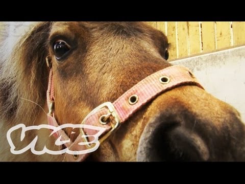 ponies - Don't let their size fool you, pygmy Shetland ponies like to pig out big time. Carrots, apples, grass—they love it all, and will do just about anything to ge...