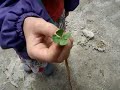 four leaf luckiness