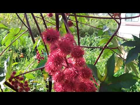 castor beans