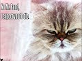 Thumbnail #1