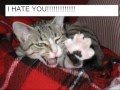 lolcat 2