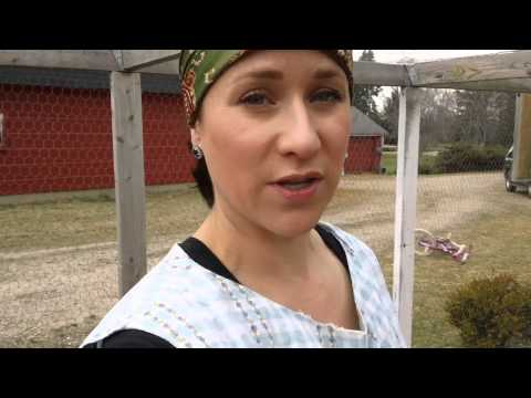 how to fertilize with chicken manure